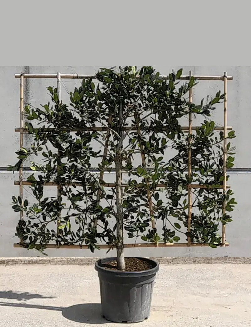 ILEX NELLIE R. STEVENS (Houx) En pot forme espalier