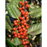 ILEX NELLIE R. STEVENS (Houx)