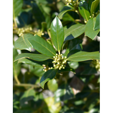 ILEX NELLIE R. STEVENS (Houx)