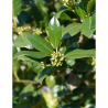 ILEX NELLIE R. STEVENS (Houx)