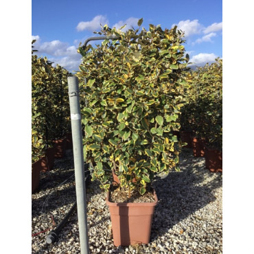 ELAEAGNUS ebbingei VIVELEG® (Chalef panaché) En pot forme espalier