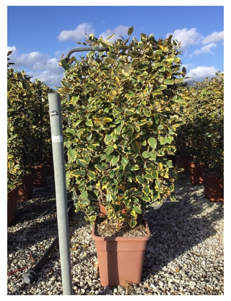 ELAEAGNUS ebbingei VIVELEG® (Chalef panaché) En pot forme espalier