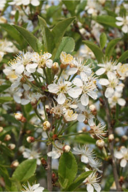 PRUNUS fruticosa GLOBOSA