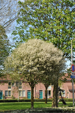 PRUNUS fruticosa GLOBOSA