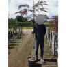 ALBIZIA julibrissin EVEY'S PRIDE En pot de 15-20 litres forme baliveau