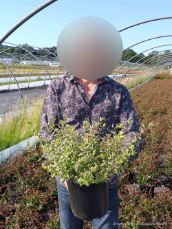 ABELIA SPARKLING SILVER En pot de 4-5 litres