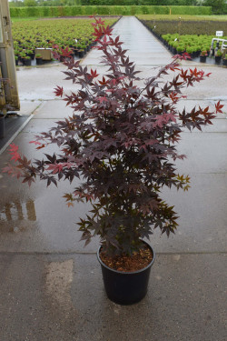 ACER palmatum ATROPURPUREUM En pot de 10-12 litres