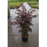 ACER palmatum ATROPURPUREUM En pot de 10-12 litres