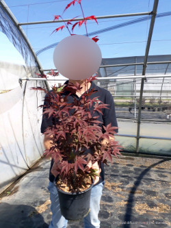 ACER palmatum ATROPURPUREUM En pot de 4-5 litres