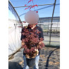 ACER palmatum ATROPURPUREUM En pot de 4-5 litres