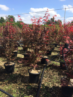 ACER palmatum ATROPURPUREUM En pot de 15-20 litres