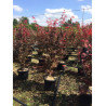 ACER palmatum ATROPURPUREUM En pot de 15-20 litres