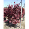 ACER palmatum ATROPURPUREUM En pot de 35-50 litres