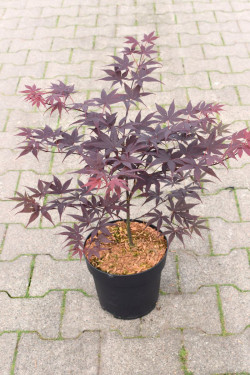 ACER palmatum BLOODGOOD En pot de 4-5 litres