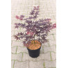 ACER palmatum BLOODGOOD En pot de 4-5 litres