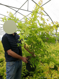 ACER palmatum ORANGE DREAM En pot de 10-12 litres