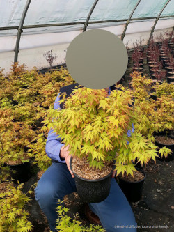 ACER palmatum ORANGE DREAM En pot de 4-5 litres
