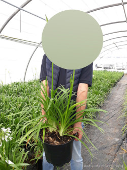 AGAPANTHUS ARTIC STAR En pot de 10-12 litres