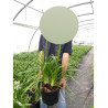 AGAPANTHUS ARTIC STAR En pot de 10-12 litres