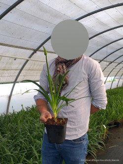 AGAPANTHUS PITCHOUNE BLUE En pot de 2-3 litres