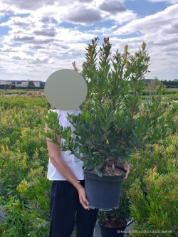 ARBUTUS unedo ATLANTIC En pot de 10-12 litres