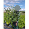 BUDDLEIA davidii PINK DELIGHT En pot de 10-12 litres