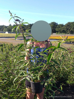 BUDDLEIA davidii WHITE PROFUSION En pot de 4-5 litres