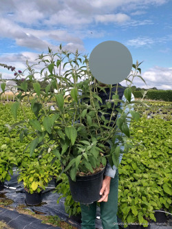 BUDDLEIA davidii ROYAL RED En pot de 10-12 litres