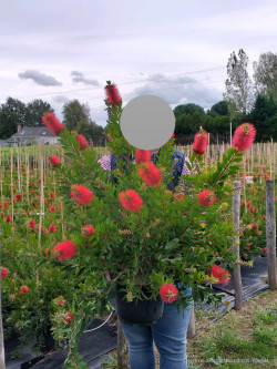 CALLISTEMON laevis En pot de 4-5 litres