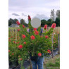 CALLISTEMON laevis En pot de 4-5 litres