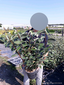 ELAEAGNUS ebbingei En pot de 4-5 litres