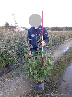 ELAEAGNUS ebbingei En pot de 7-10 litres