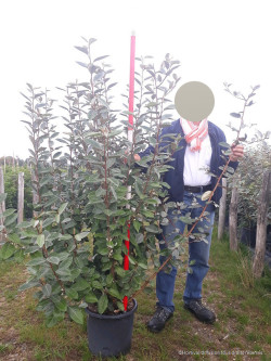 ELAEAGNUS ebbingei En pot de 15-20 litres