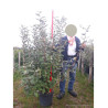 ELAEAGNUS ebbingei En pot de 15-20 litres