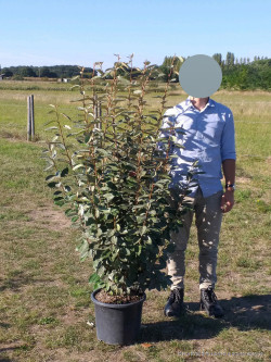 ELAEAGNUS ebbingei En pot de 15-20 litres