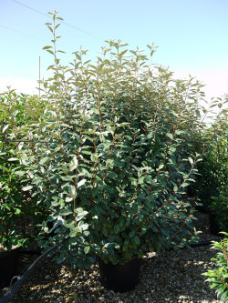 ELAEAGNUS ebbingei En pot de 35-50 litres