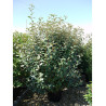 ELAEAGNUS ebbingei En pot de 35-50 litres