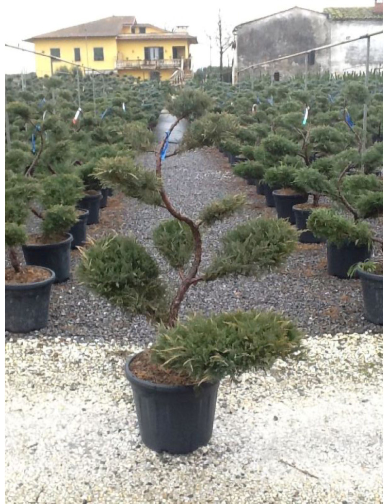 Topiaire (Plante taillée)- JUNIPERUS media Pfitzeriana GLAUCA (Genévrier bleu de Pfitzer)