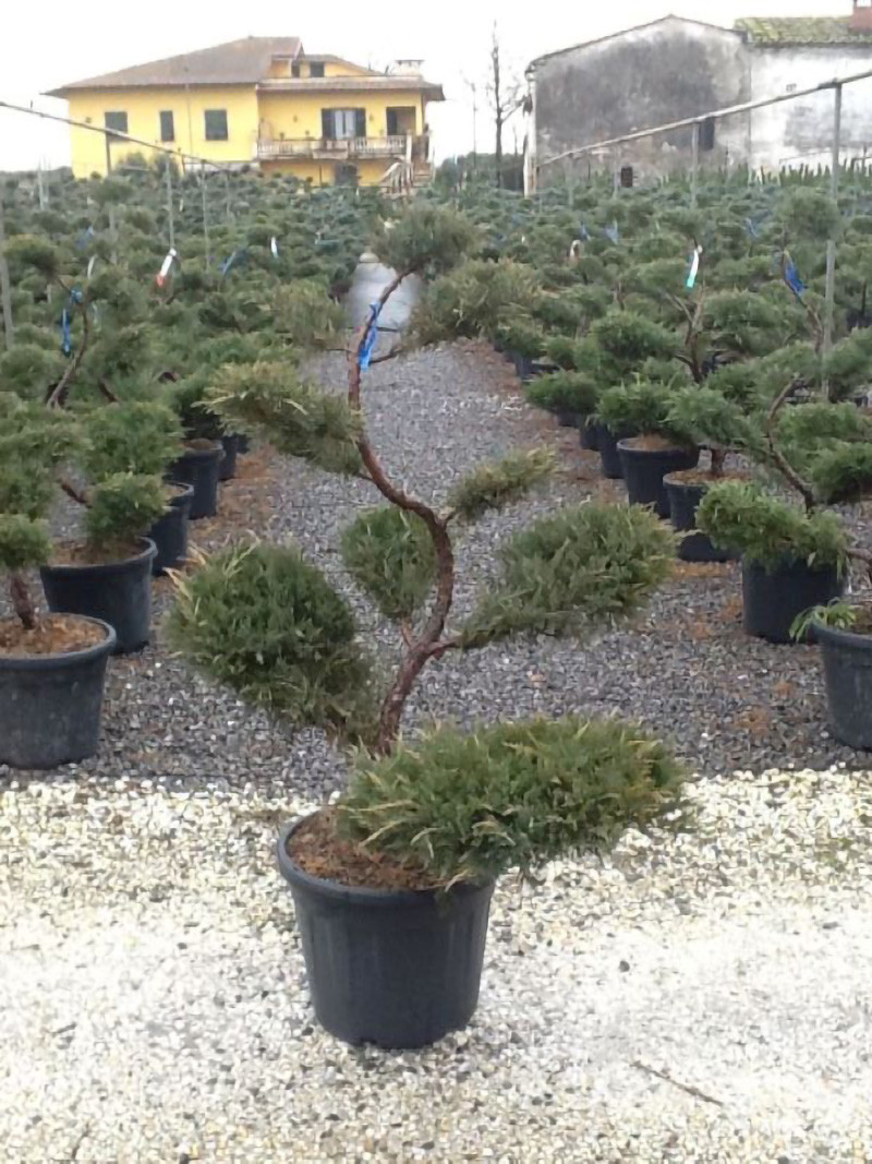 Topiaire (Plante taillée)- JUNIPERUS media Pfitzeriana GLAUCA (Genévrier bleu de Pfitzer)