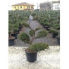 Topiaire (Plante taillée)- JUNIPERUS media Pfitzeriana GLAUCA (Genévrier bleu de Pfitzer)