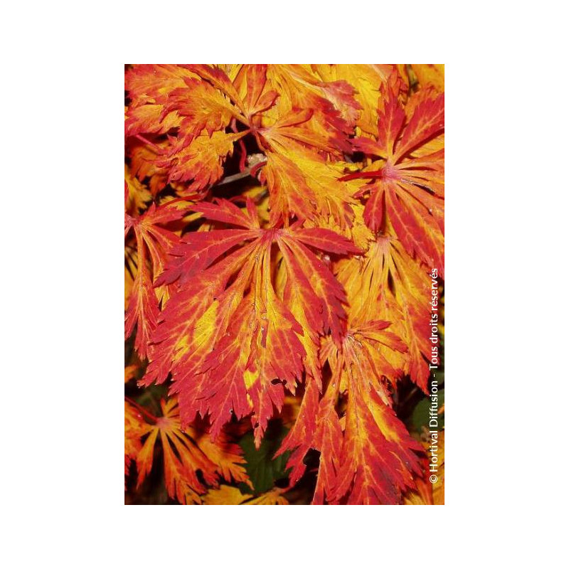 ACER japonicum ACONITIFOLIUM