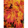 ACER japonicum ACONITIFOLIUM