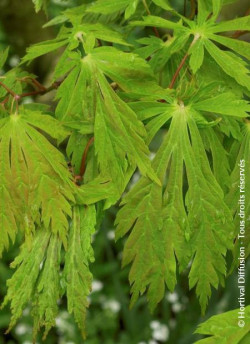 ACER japonicum ACONITIFOLIUM