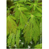 ACER japonicum ACONITIFOLIUM