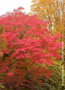 ACER japonicum ACONITIFOLIUM