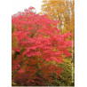 ACER japonicum ACONITIFOLIUM