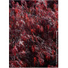 ACER palmatum ENKAN