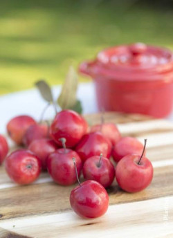MALUS APPLETINI ® (Pommier d'ornement)