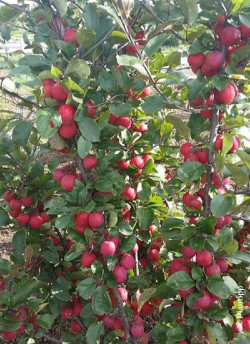 MALUS APPLETINI