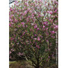 MAGNOLIA SUSAN